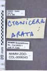Etiketten zu Setasomus aratus (LeConte, 1853) (NHMW-ZOO-COL-0008343)